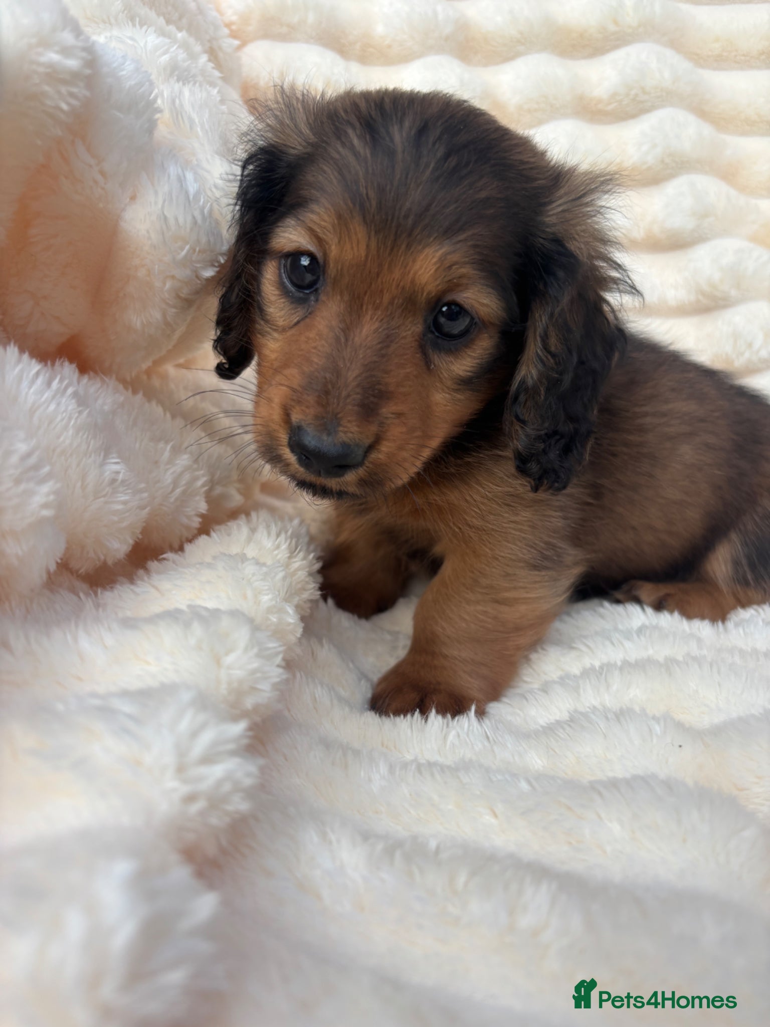 Miniature Dachshund dogs Beautiful longhaired Mini dachshunds  - Advert 17