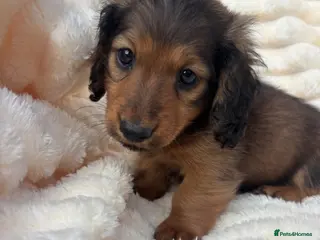 Miniature Dachshund dogs Beautiful longhaired Mini dachshunds - Advert 17