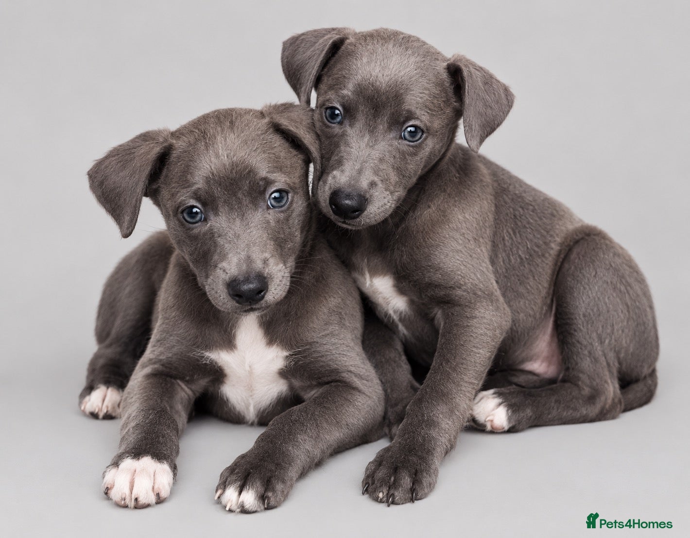 Whippet dogs Whippets ready from the 25th September  - Advert 1