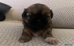 Shih Tzu dogs for sale: Beautiful Shih Zu Puppies  - Image 11