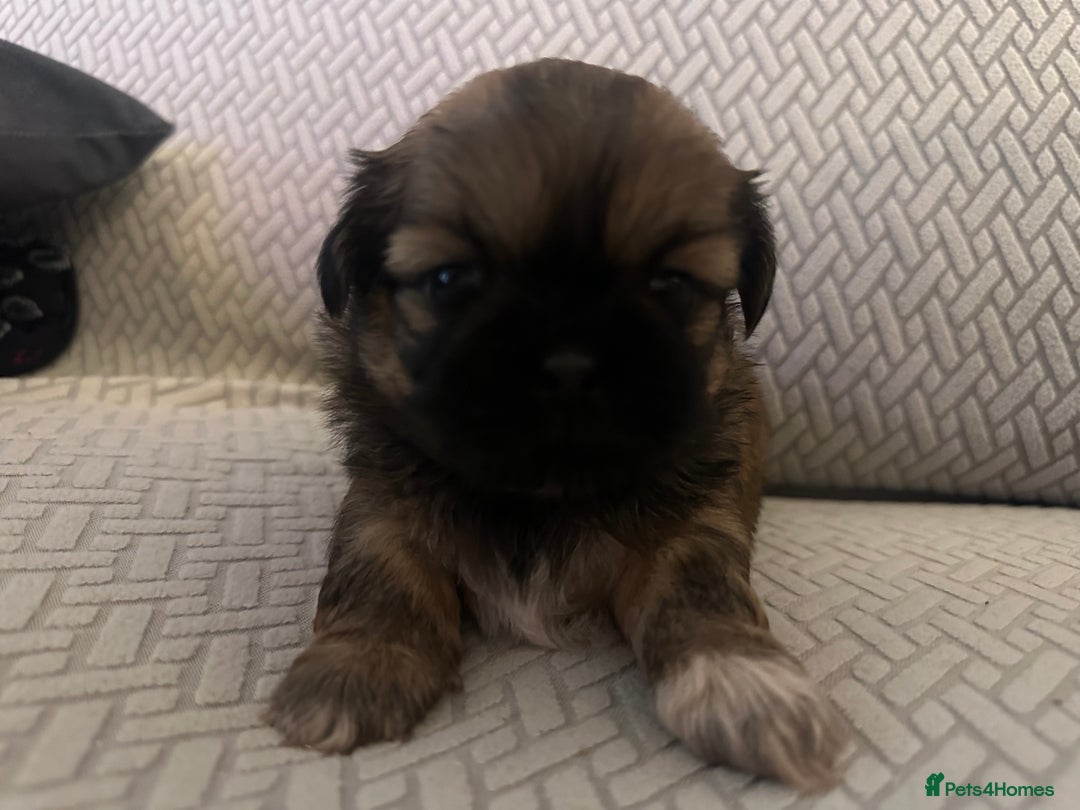 Shih Tzu dogs for sale: Beautiful Shih Zu Puppies  - Image 11