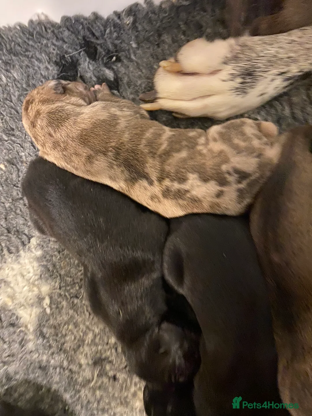 Great Dane dogs for sale: Beautiful kc reg Great Dane puppies - Advert 3