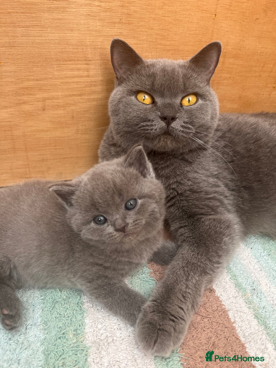 British Shorthair cats for sale: X-Large outstanding BSH kittens GCCF reg - Advert 1