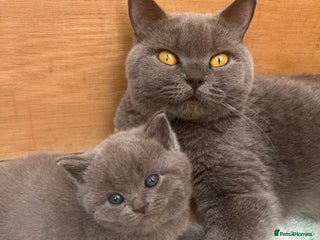 British Shorthair cats X-Large outstanding BSH kittens GCCF reg - Advert 1