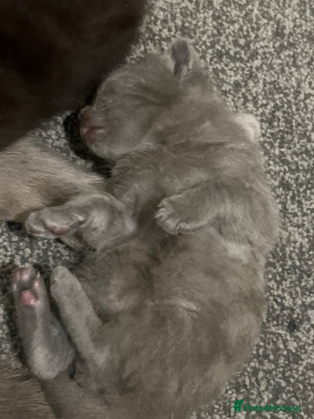 Mixed Breed cats for sale: Available soon  - Advert 3