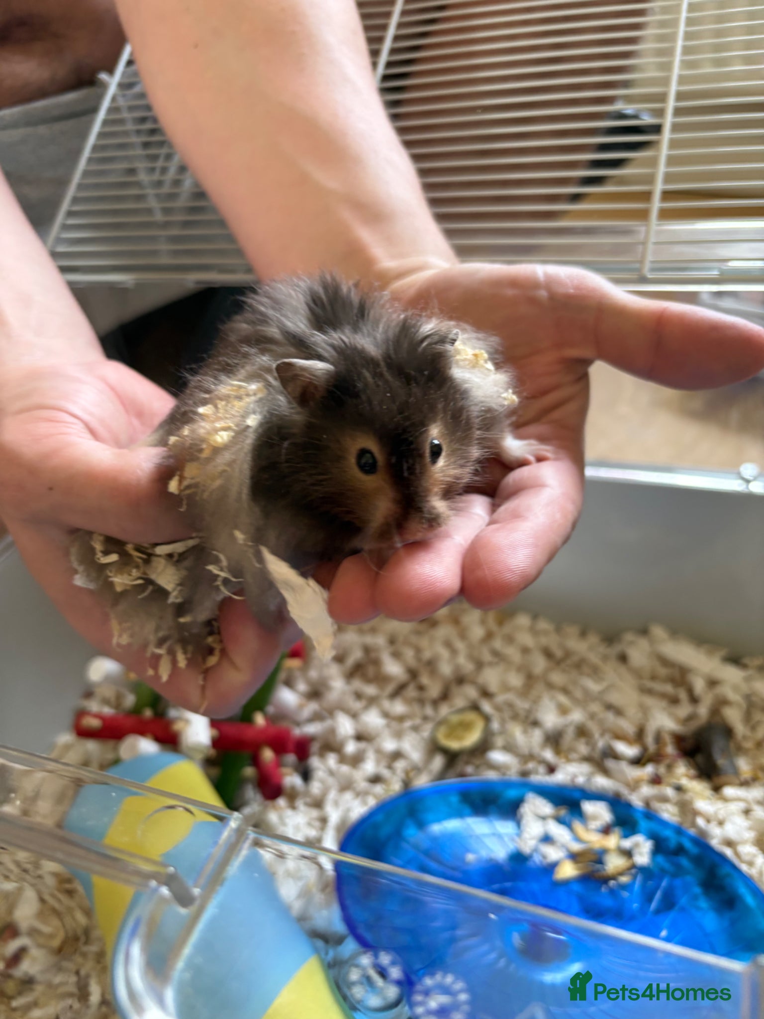 Hamster rodents 1 male and 1 female Syrian hamster  - Advert 1