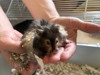 Hamster rodents 1 male and 1 female Syrian hamster - Advert 1