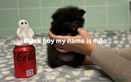 Pomeranian dogs for sale: Beautiful Pomeranian puppies  - Image 2