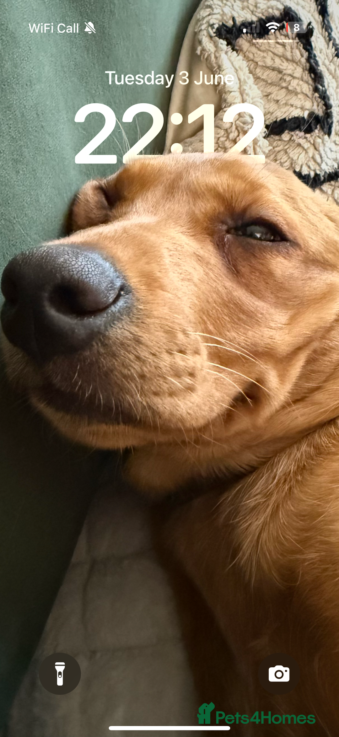 Labrador Retriever dogs for sale: Fox Red Labrador (female) 1.5 years  - Advert 6