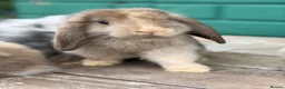 Mini Lop rabbits for sale: Beautiful mini lops - Advert 1