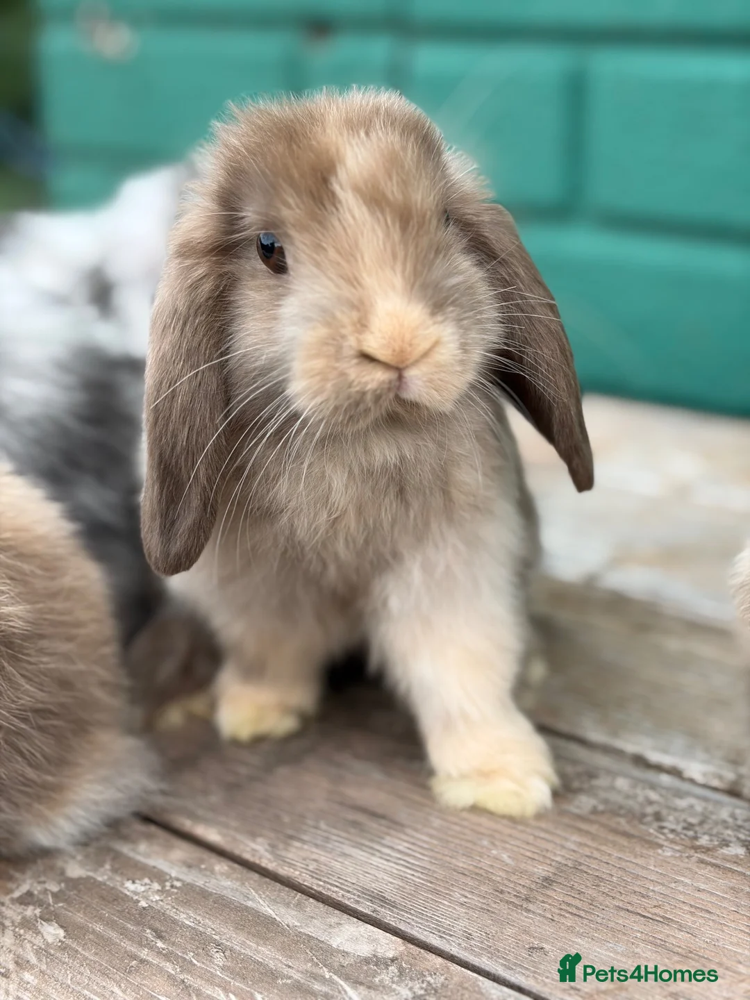Mini Lop rabbits for sale: Beautiful mini lops - Advert 1