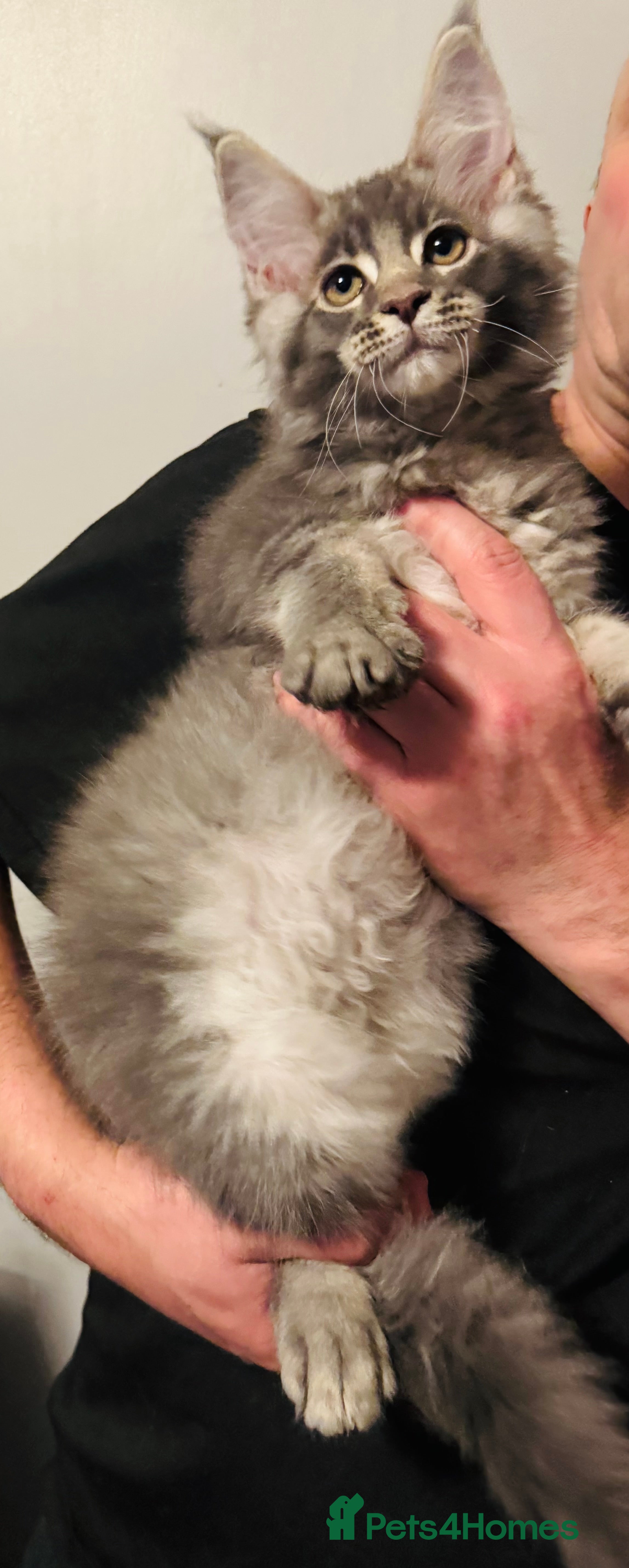 Maine Coon cats Ready to go TICA Maine Coon kittens active availab - Advert 5