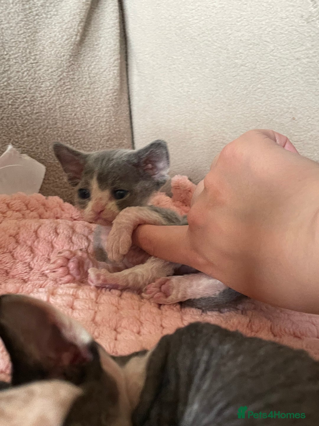 Devon Rex cats for sale: Adorable pure Devon Rex kittens  - Image 9
