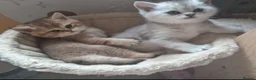 British Shorthair cats for sale: Silver & Golden British Shorthair Kittens  in Ballynahinch - Advert 1