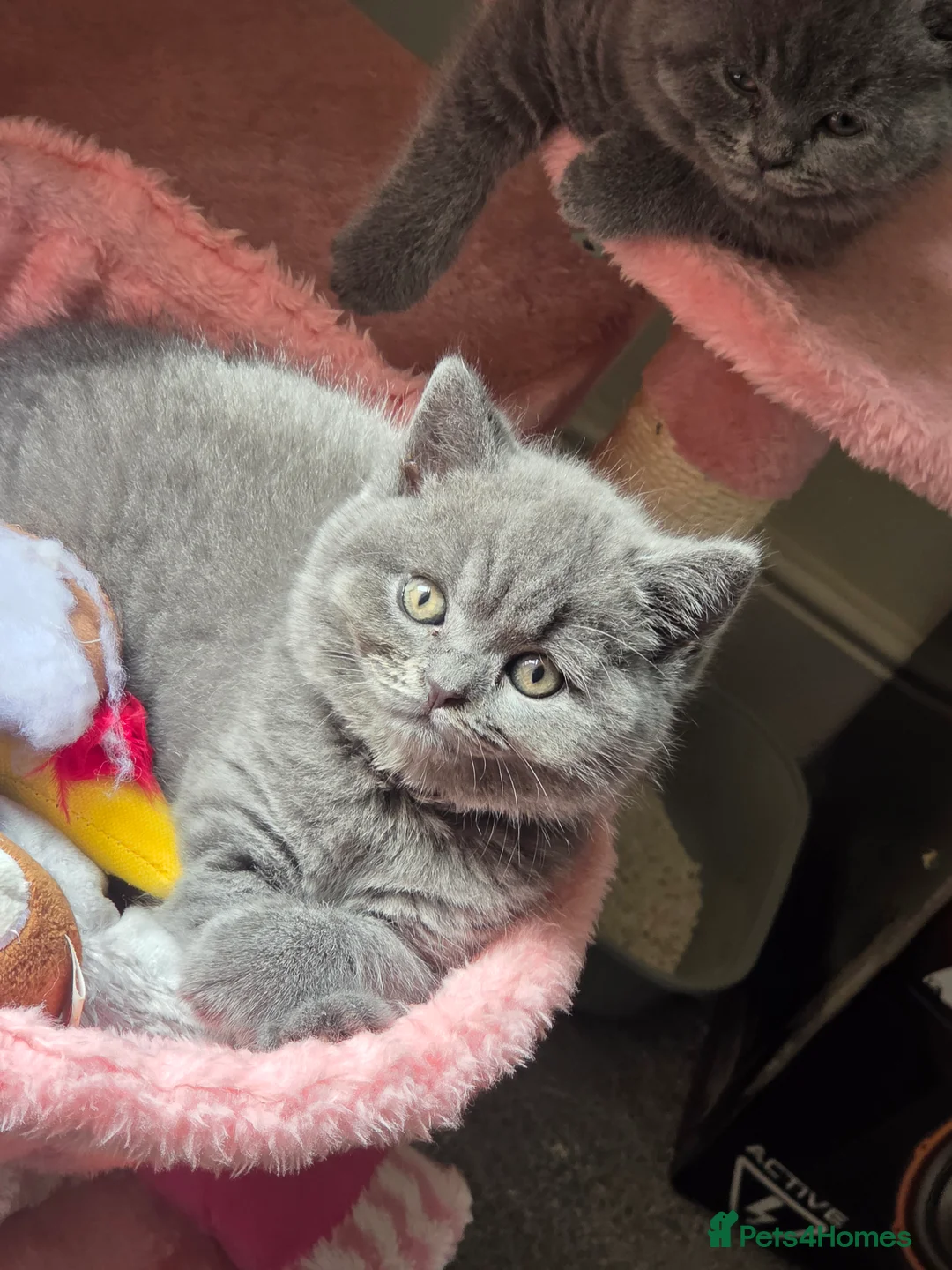 British Shorthair cats for sale: FluffyKitten  - Advert 6