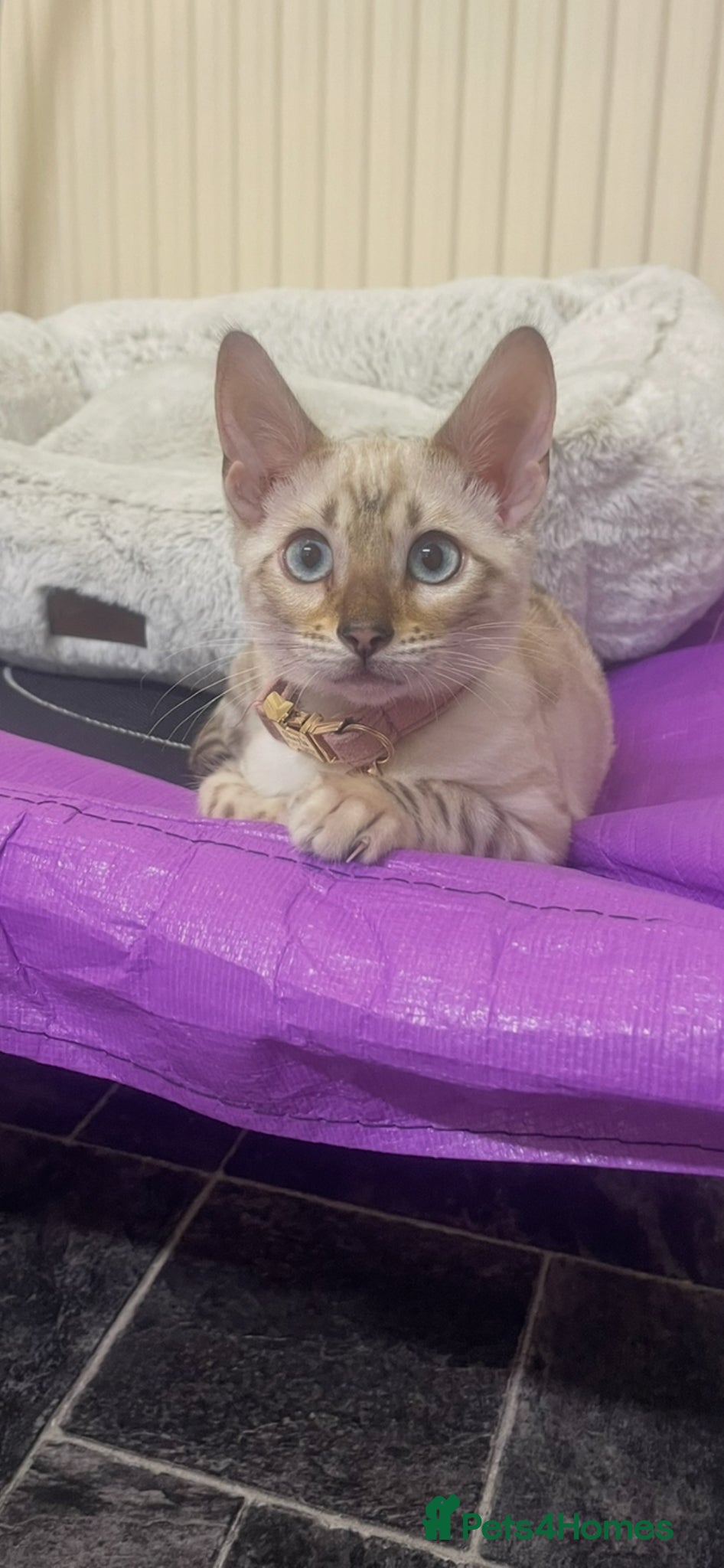 Bengal cats SNOW LYNX KITTEN NEEDS REHOMING  - Advert 1