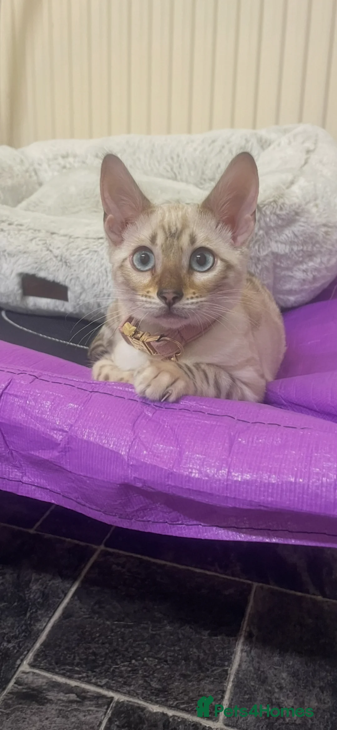 Bengal cats for sale: SNOW LYNX KITTEN NEEDS REHOMING  - Advert 1