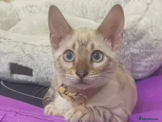 Bengal cats SNOW LYNX KITTEN NEEDS REHOMING - Advert 1