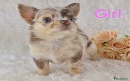 Chihuahua dogs for sale: Stunning Quality Chihuahua Puppies  - Image 4