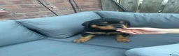 Rottweiler dogs for sale: Rottweiler puppies - Advert 10