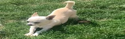 Chihuahua dogs for sale: Handsome 3-Year-Old Male Chihuahua in Salisbury - Advert 2