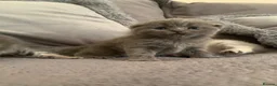 Scottish Fold cats for sale: 🌸PURE BREED SCOTTISH FOLD KITTENS🌸 - Advert 3