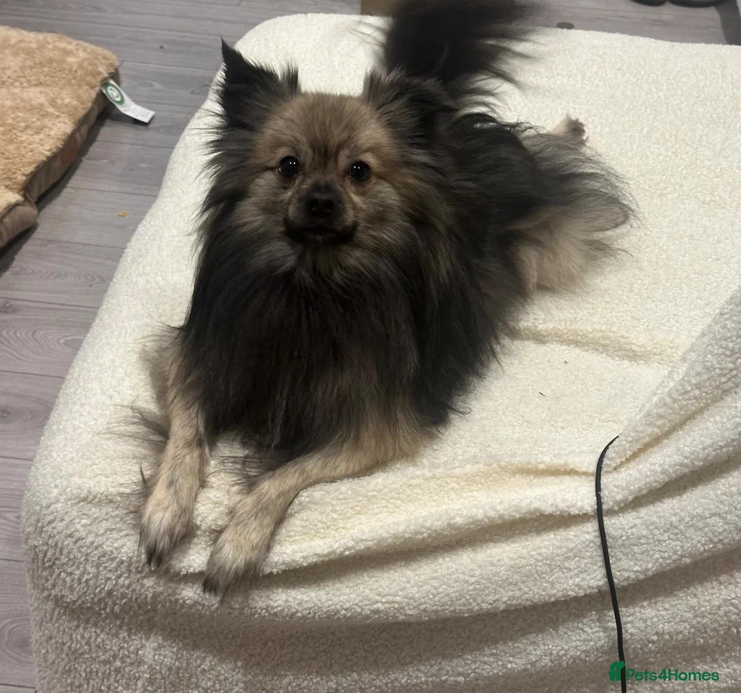 German Spitz dogs for sale: Gorgeous German spitz for sale teddy - Advert 1