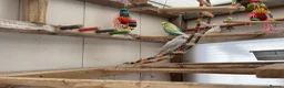 Budgerigars birds for sale: Budgies for sale  in Poole - Advert 3