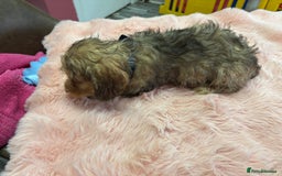 Mixed Breed dogs for sale: Puppies - Image 2
