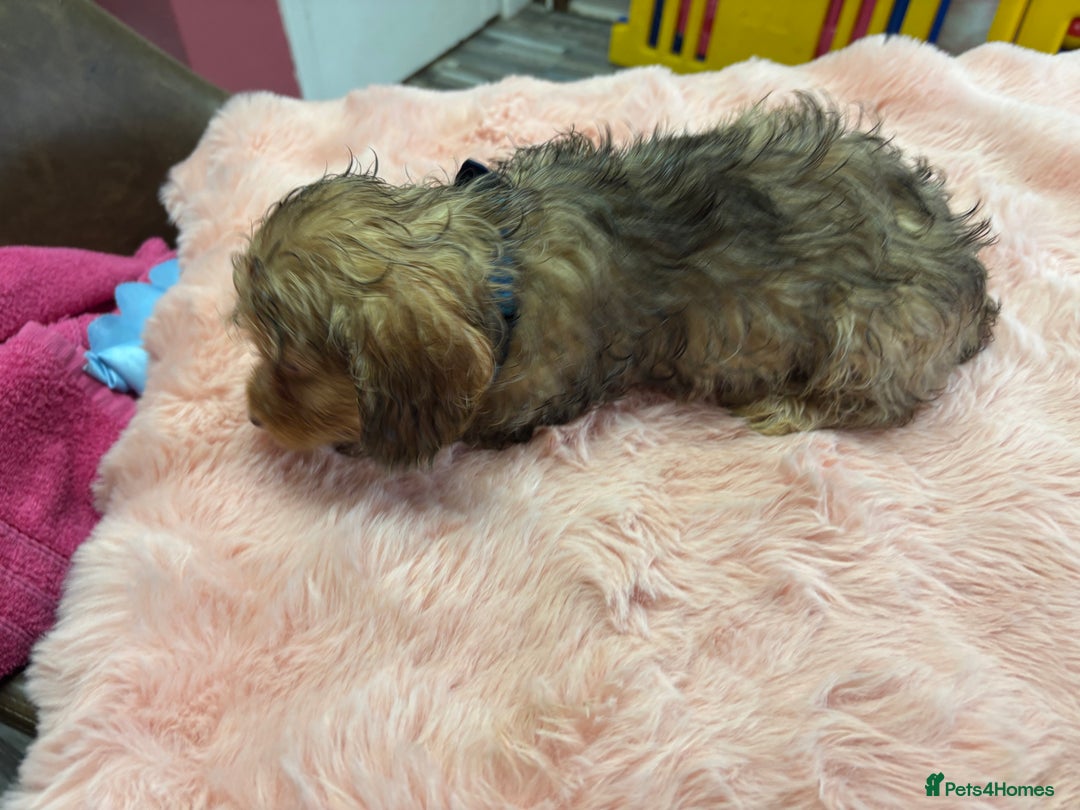 Mixed Breed dogs for sale: Puppies - Image 2