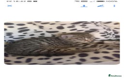 Egyptian Mau cats for sale: 13 week old Egyptian Mau  - Image 4