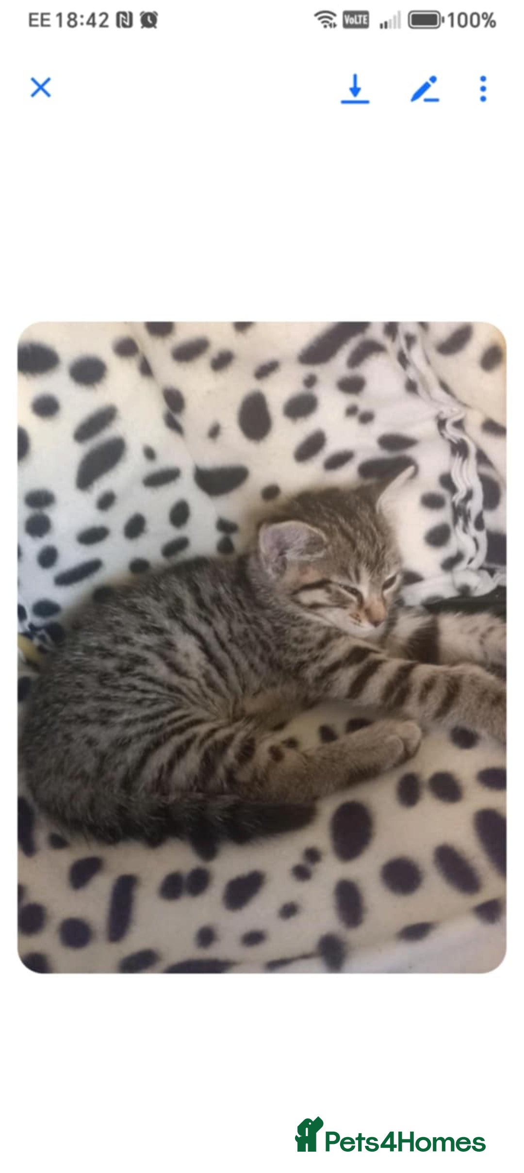Egyptian Mau cats for sale: 13 week old Egyptian Mau  - Image 4