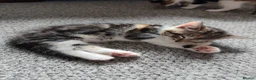 Mixed Breed cats for sale: 3 beautiful playful kittens  - Advert 3