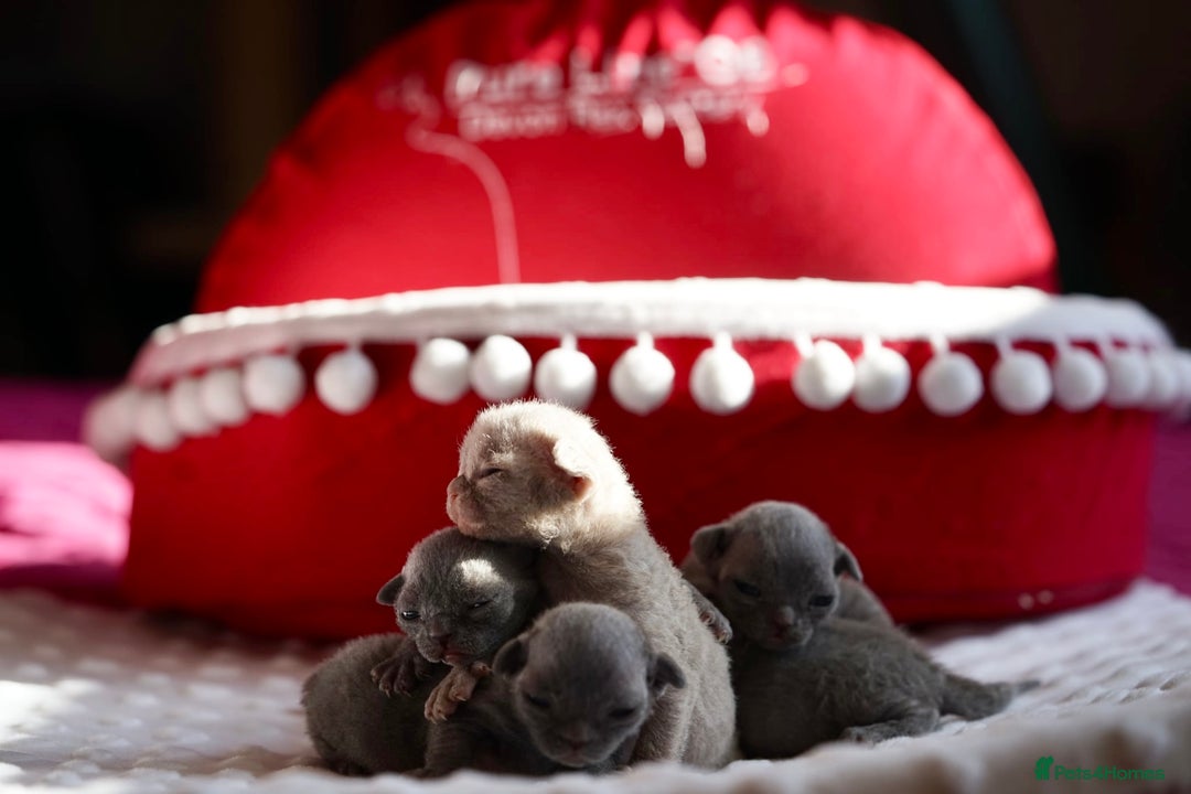 Devon Rex cats for sale: Ravel 💜male Devon Rex available  - Image 21