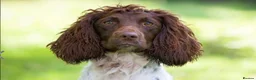 English Springer Spaniel dogs for sale: KC registered working Springer pups - Advert 2