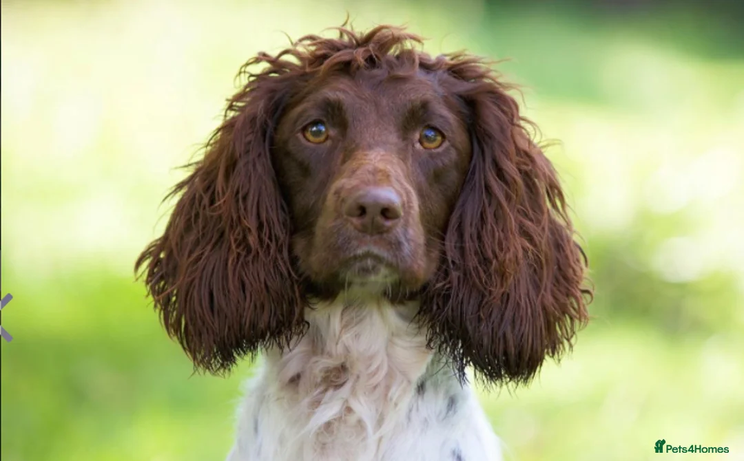 English Springer Spaniel dogs for sale: KC registered working Springer pups - Advert 2