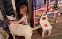 English Bull Terrier dogs for sale: english bull terrier male - Image 2