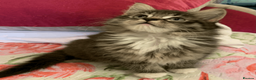 Maine Coon cats for sale: Three adorable Maine Coon Kittens For Sale  - Advert 31