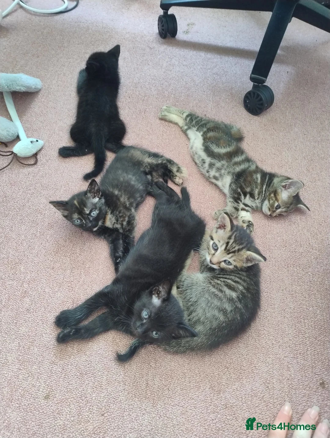 Mixed Breed cats for sale: Kittens available, 4 left, ragdoll x 3 boys 1 girl - Advert 1