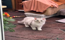 Persian cats for sale: Lovely Persian cats  - Image 5
