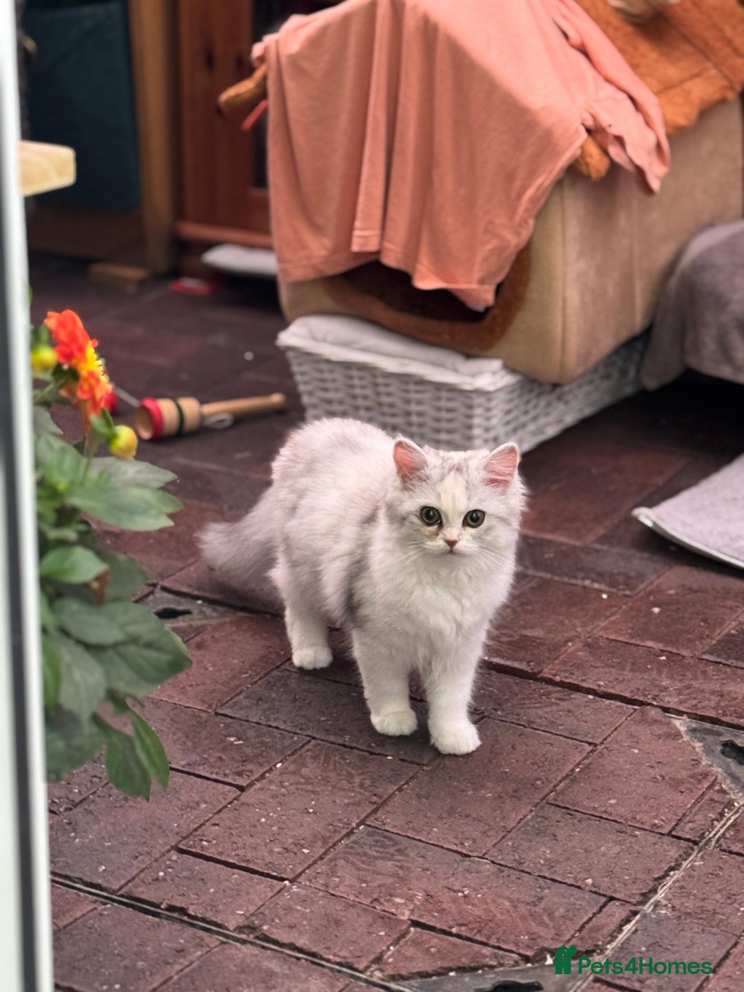 Persian cats for sale: Lovely Persian cats  - Image 5