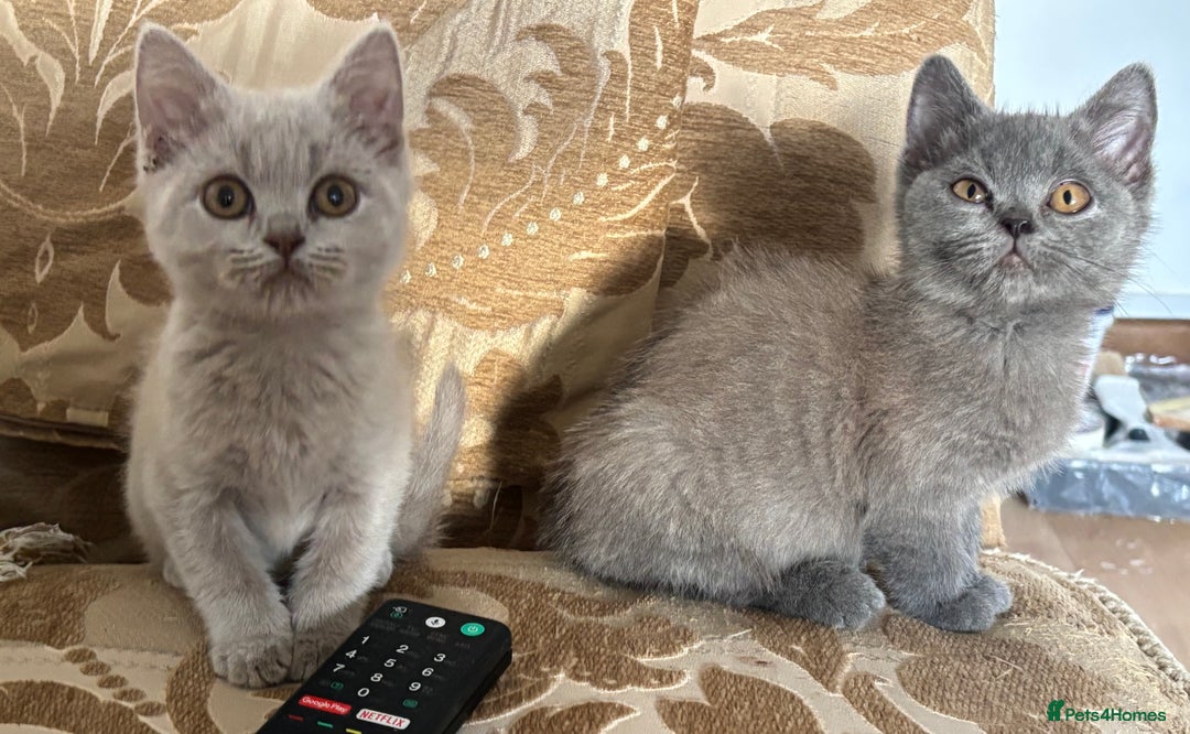 British Longhair cats for sale: 5 stunning British blues  - Image 9