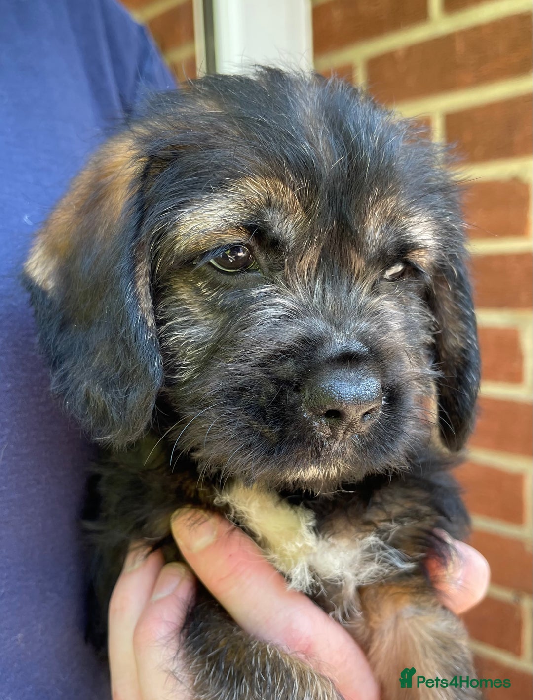 Mixed Breed dogs for sale: ❤️Beautiful Border Terrier cross puppies for sale. - Image 12