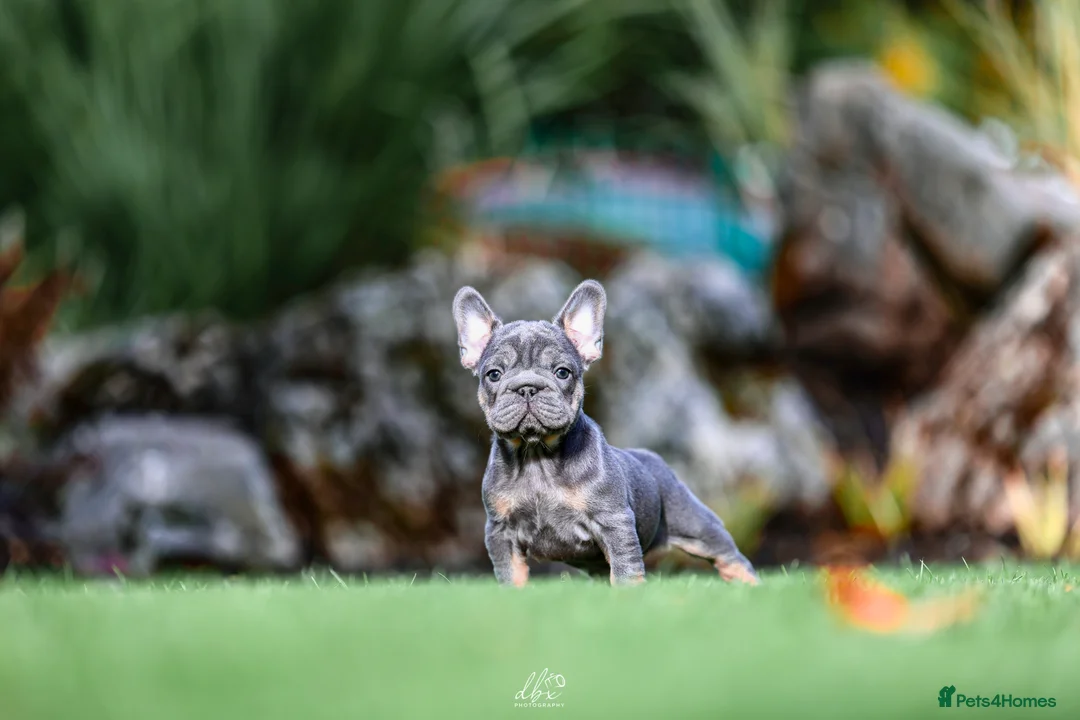French Bulldog dogs for sale: 4 FRENCH BULLDOG GIRLS AVAILABLE  - Advert 10