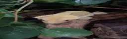 Gecko reptiles for sale: Adorable Crested Gecko  - Advert 1
