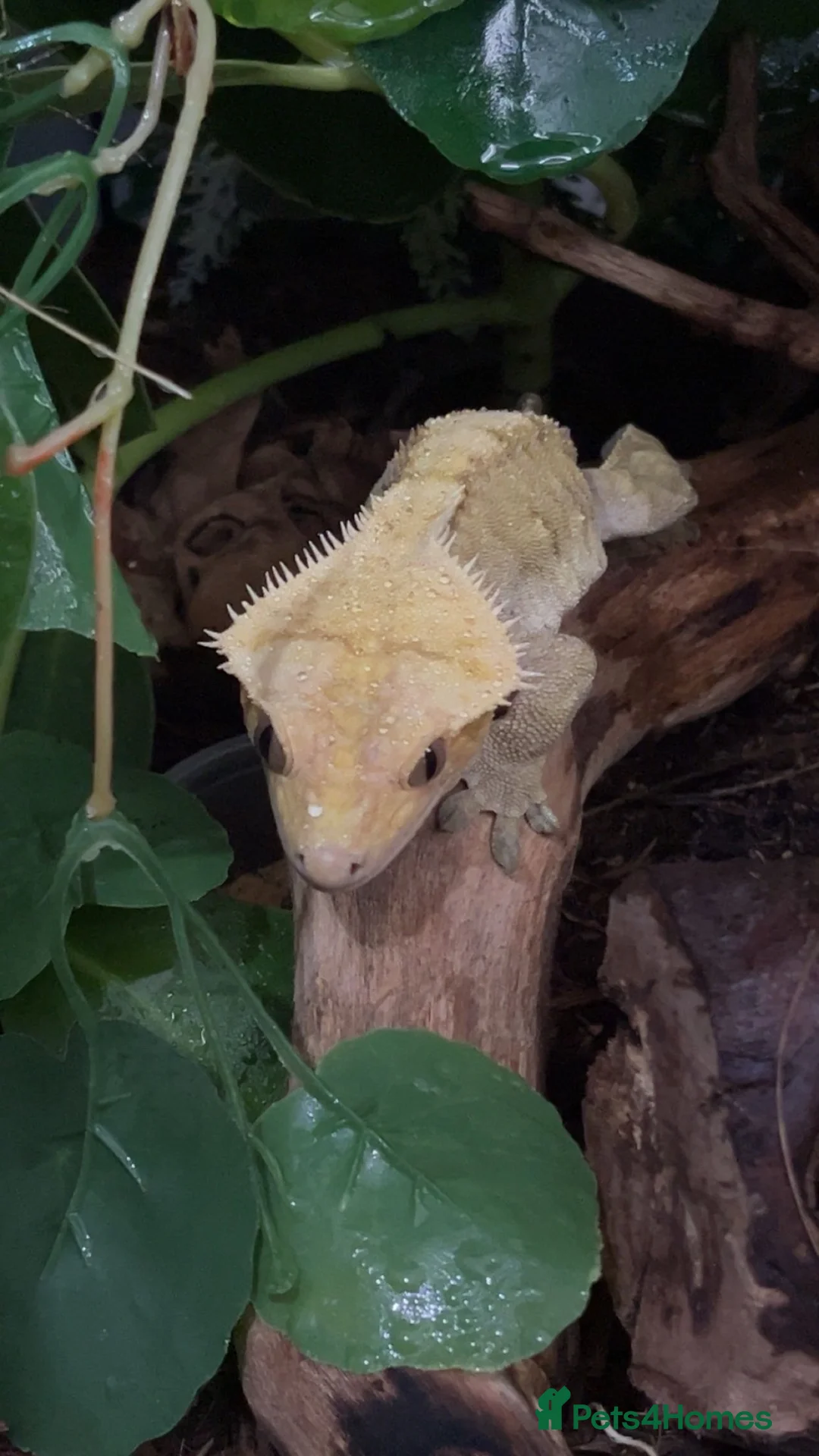 Gecko reptiles for sale: Adorable Crested Gecko  - Advert 1