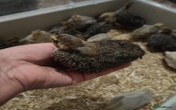 Chickens poultry for sale: USA silkie, jumbo coturnix, celadon quails - Image 37