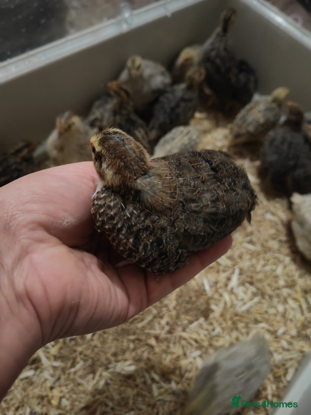 Chickens poultry for sale: USA silkie, jumbo coturnix, celadon quails - Image 37