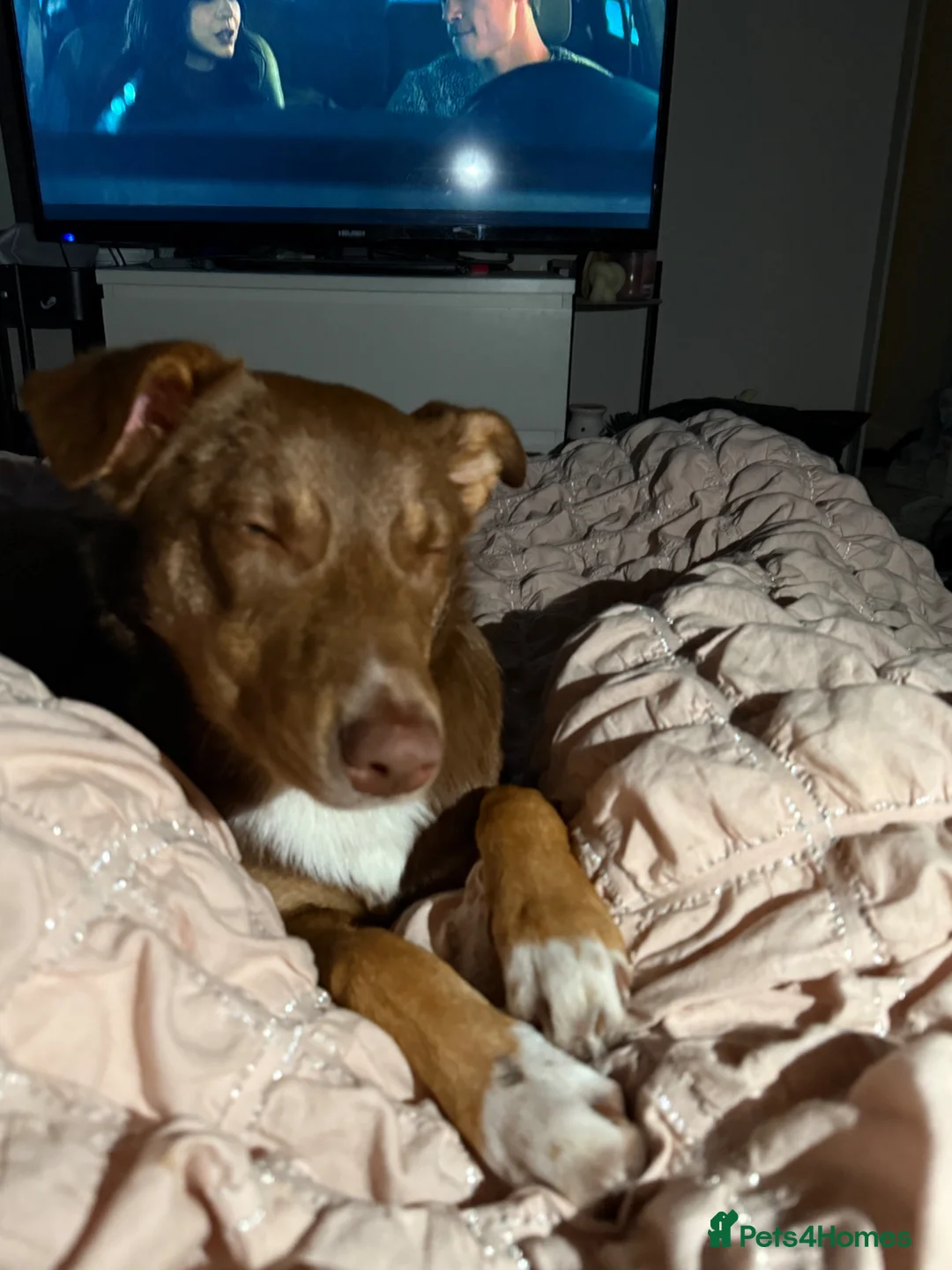 Mixed Breed dogs for stud: Border collie x kelpie for stud  - Advert 3