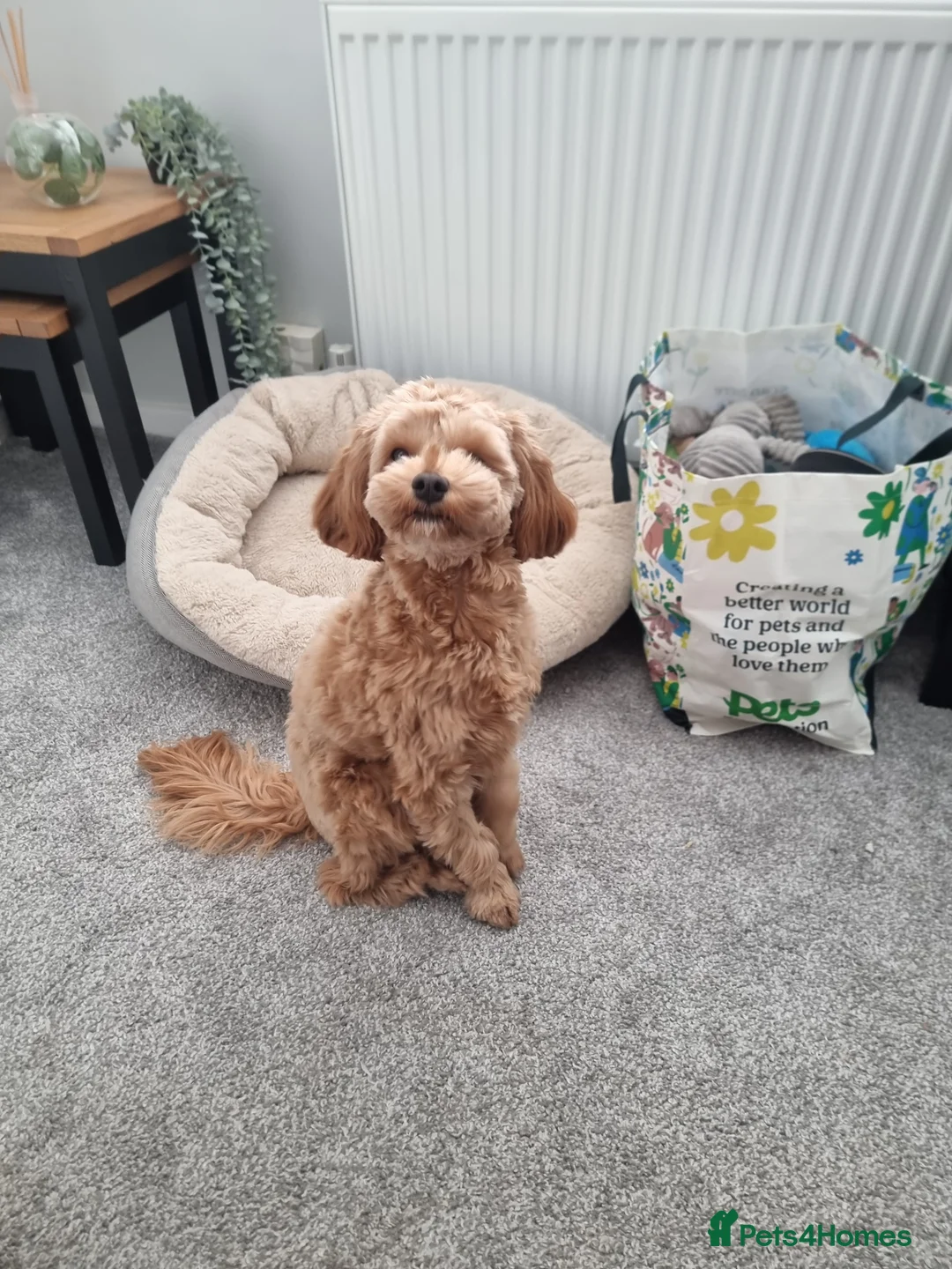 Mixed Breed dogs for sale: Freddie 9 month old Cavapoochon - Advert 2